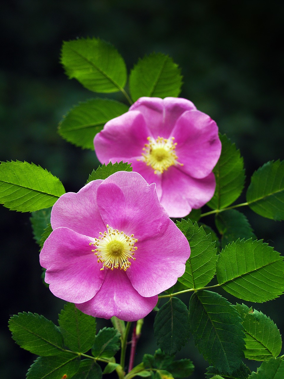 wild rose rose pink free photo