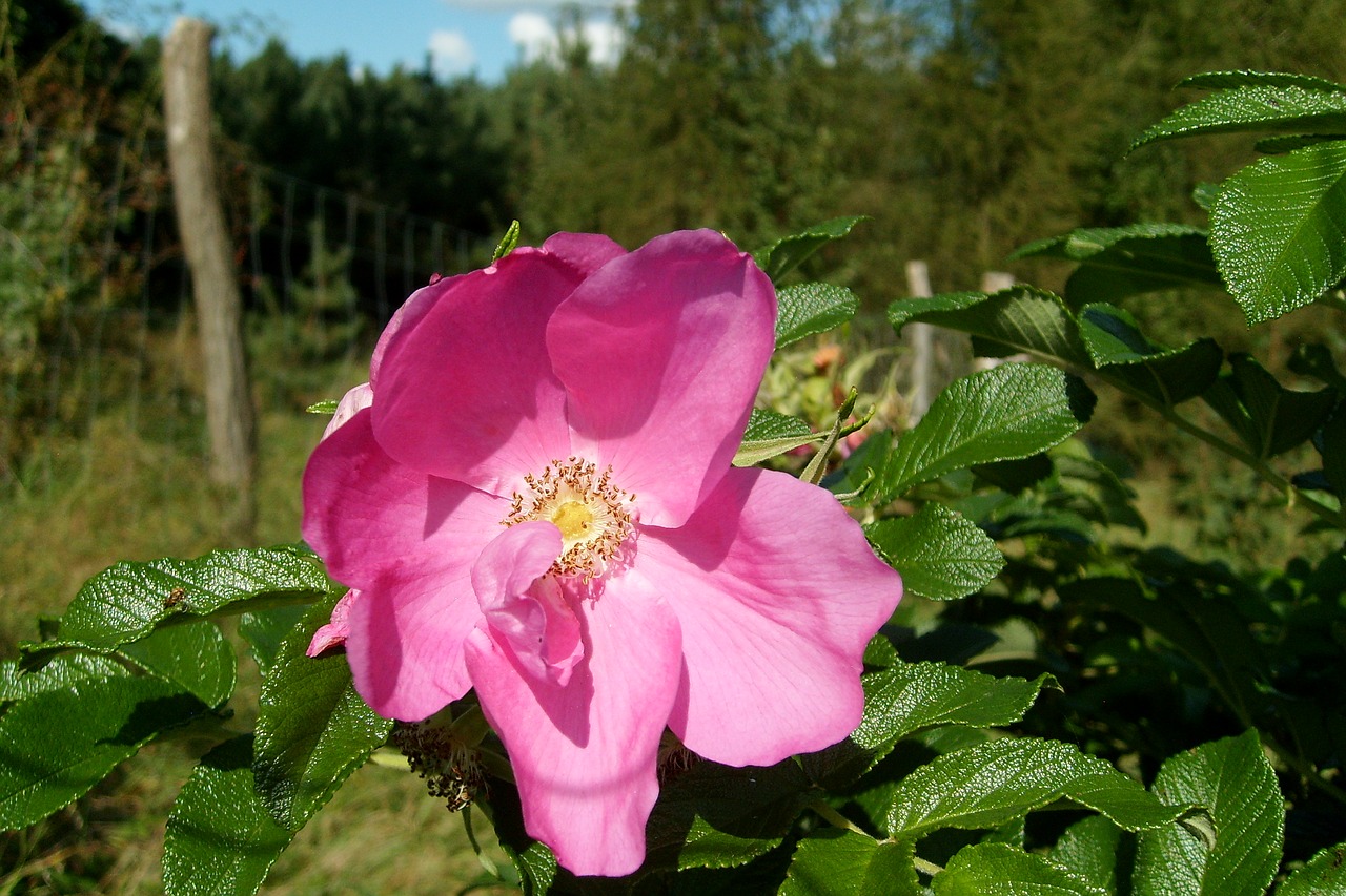 wild rose flower rose petals free photo