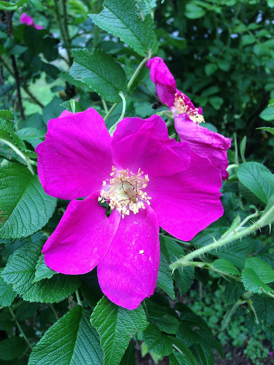 wild rose floral plant free photo