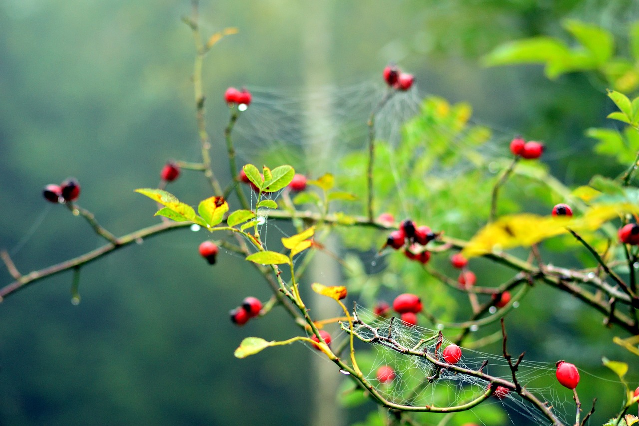 wild rose cobweb forest free photo