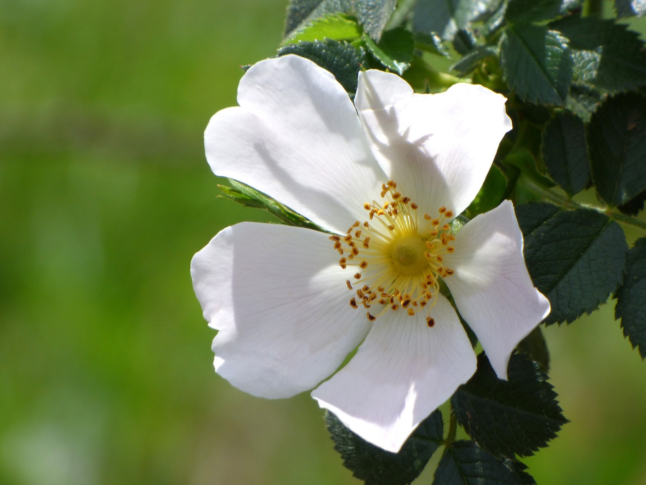 Rosa Canina Flower