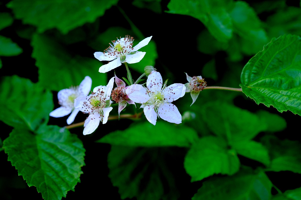 wild rose  blossom  bloom free photo