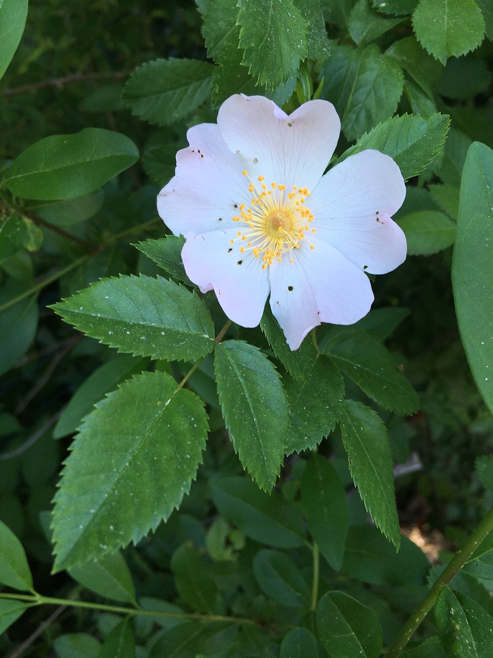 wild rose  spring  pink free photo