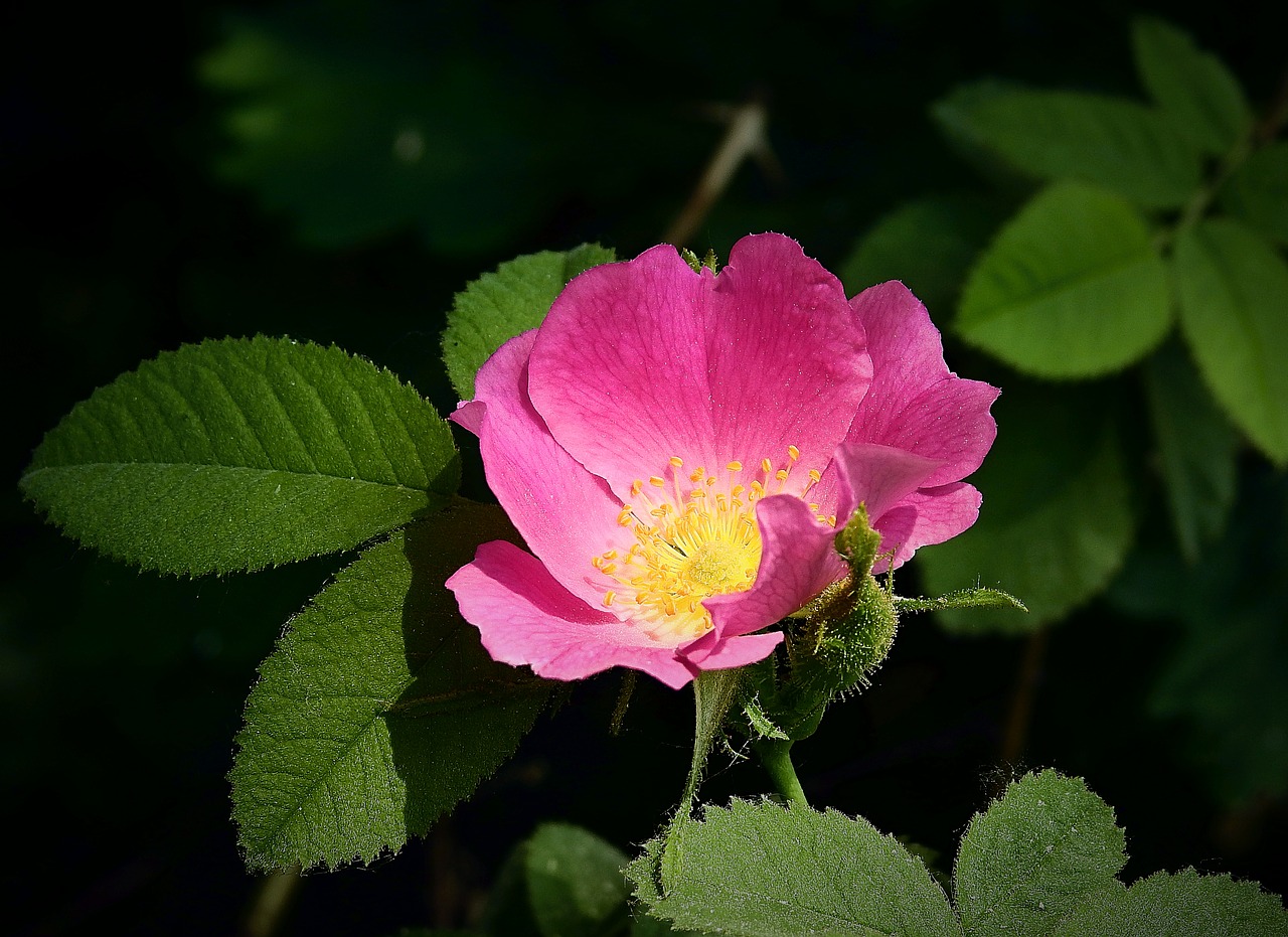 wild rose  flower  nature free photo