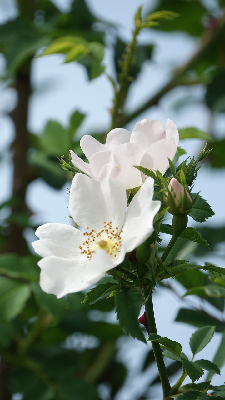 wild rose  field  nature free photo