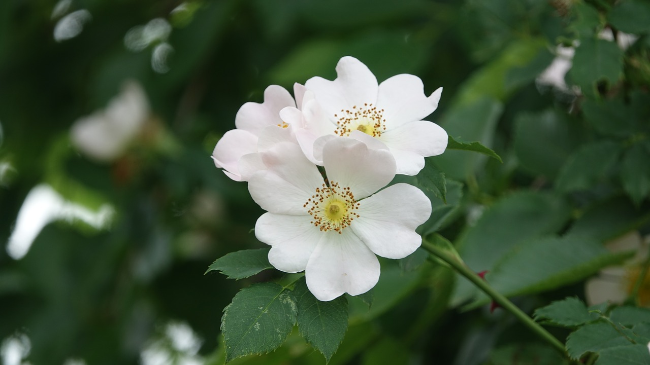 wild rose  field  nature free photo