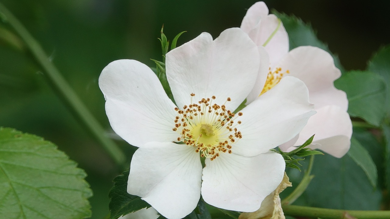 wild rose  field  nature free photo