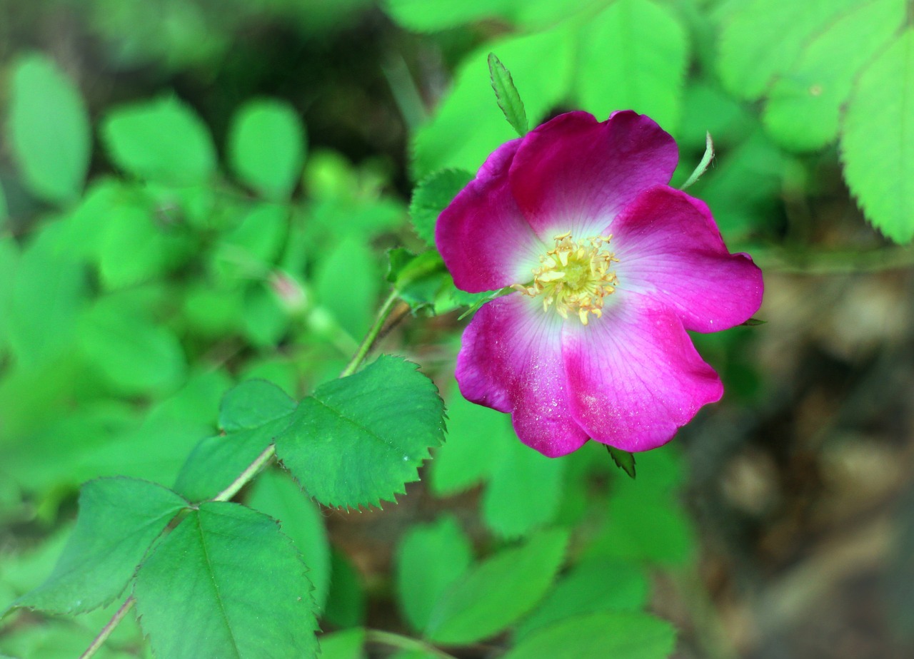 wild rose rose blossom free photo