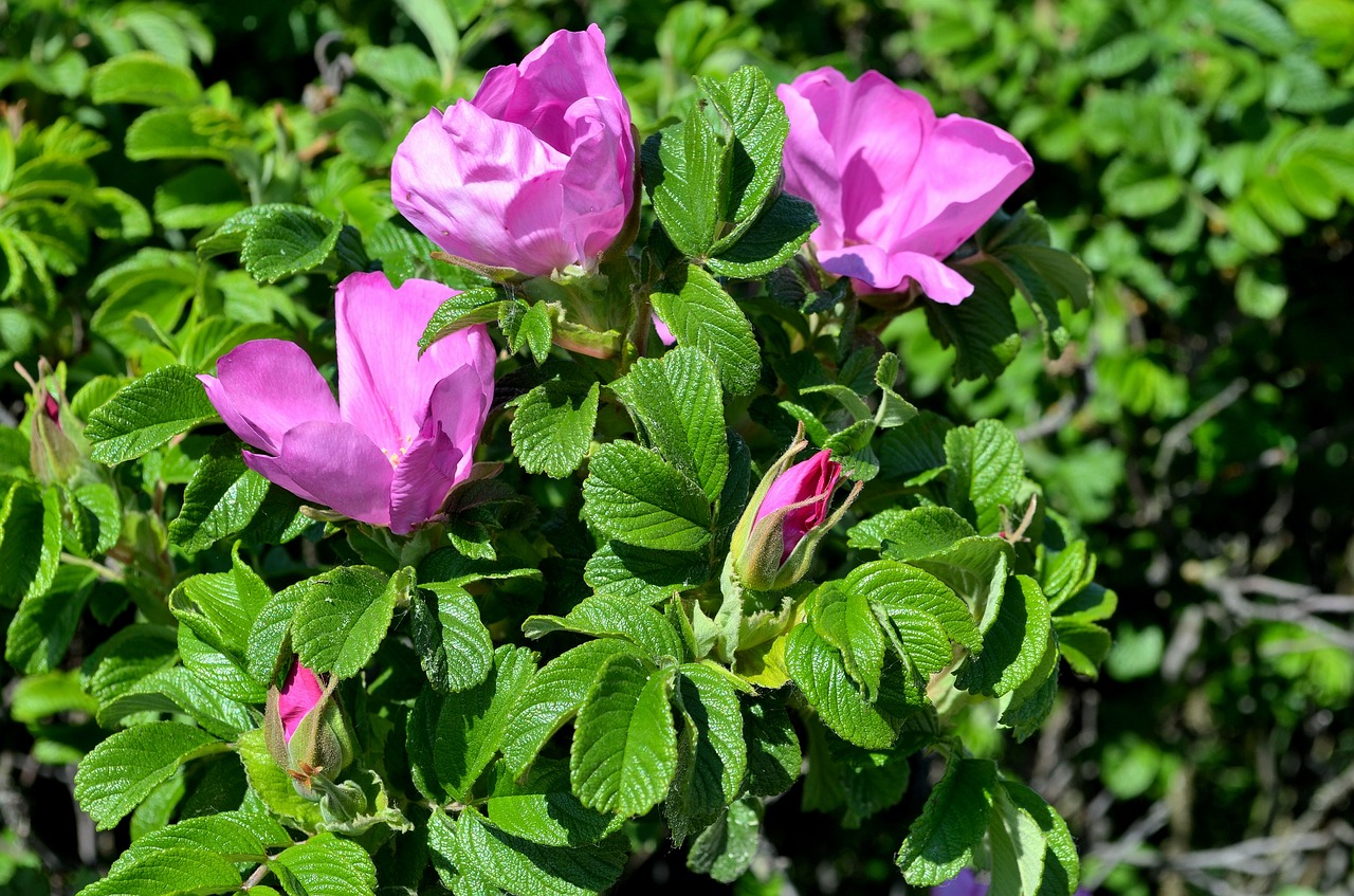 wild rose  rosa rugosa  rose free photo