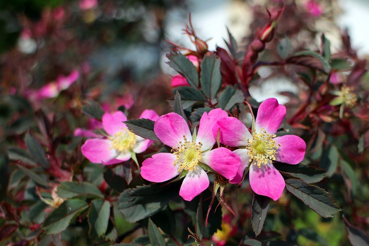 wild rose rose pink free photo