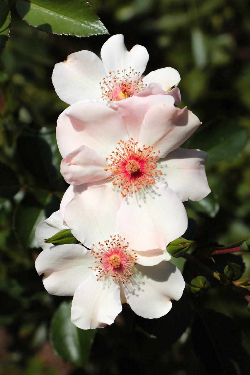 wild rose  flowers  plant free photo