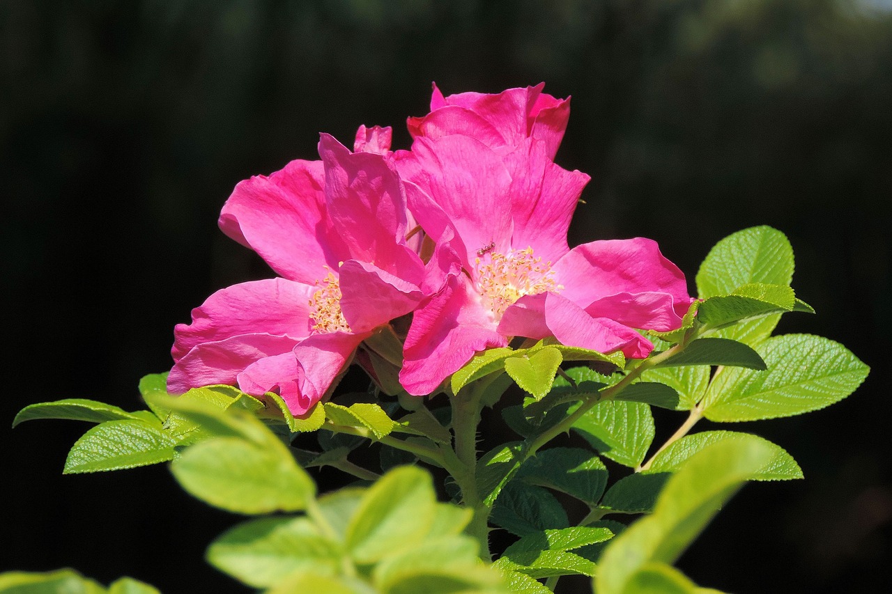 wild rose  rose hip  blossom free photo