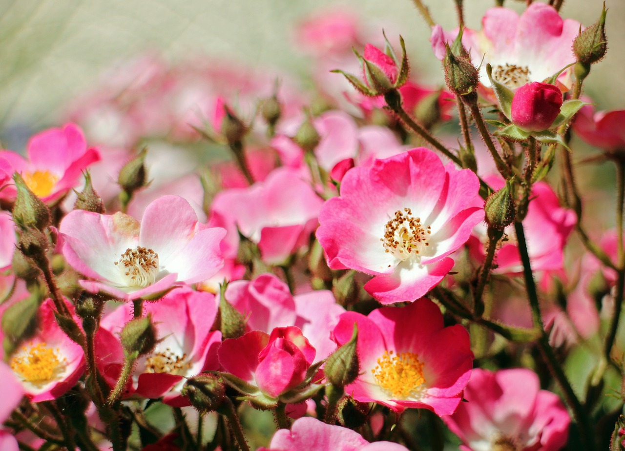 wild rose rose blossom free photo