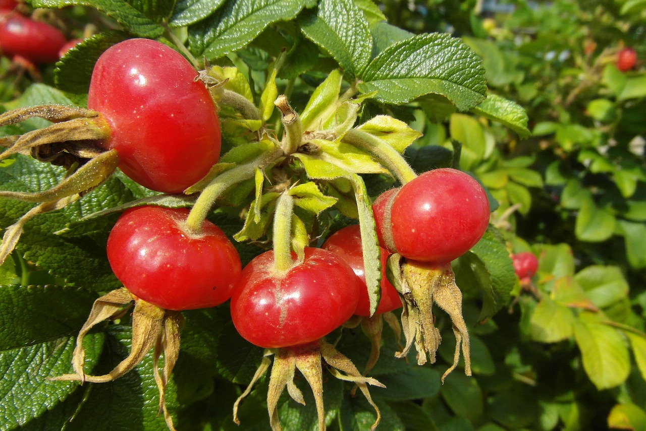 wild rose  fruit  autumn free photo