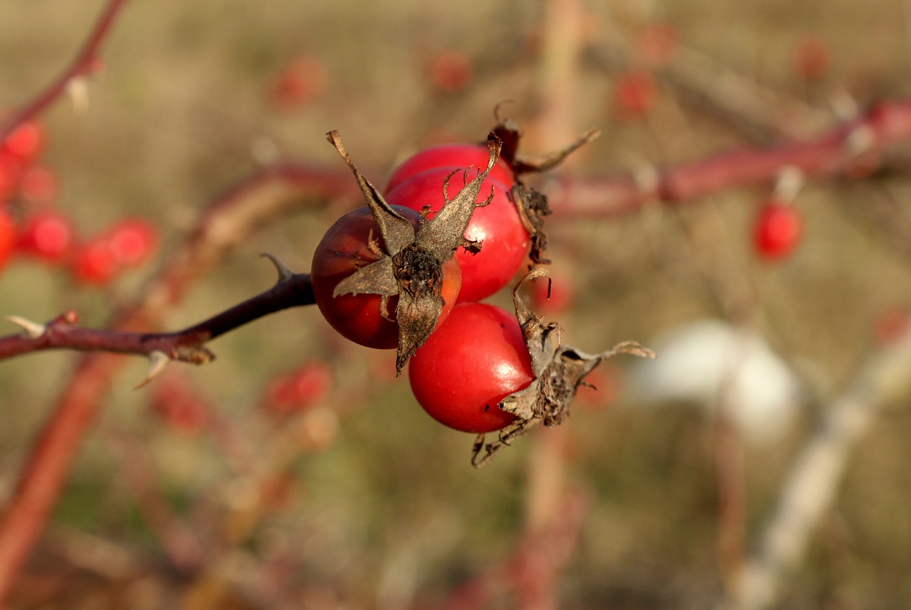 wild rose  fruit  rose hips free photo