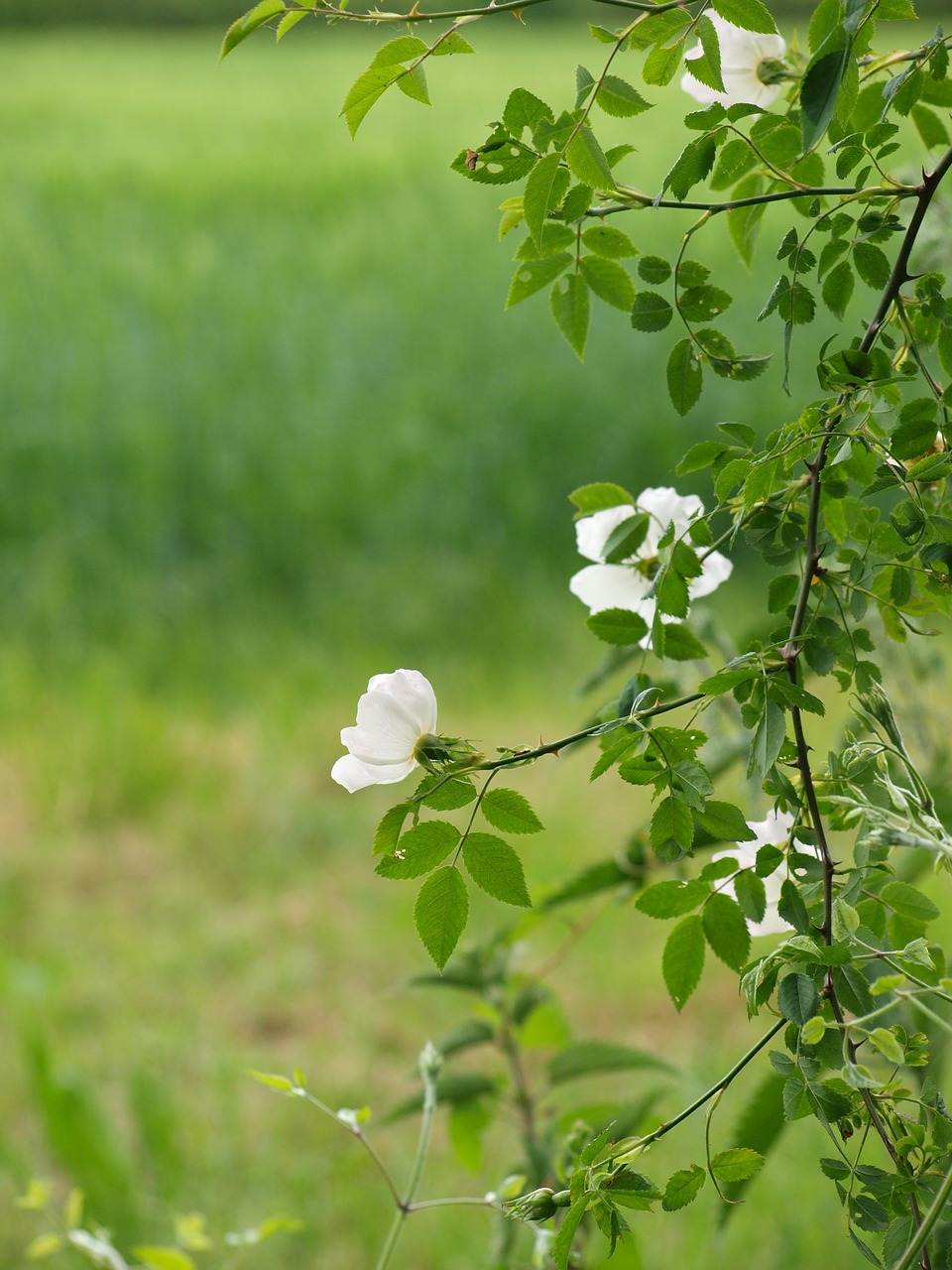 wild rose  white  rose free photo