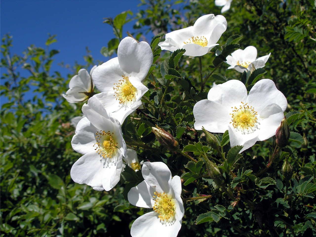 wild rose wild roses tender free photo