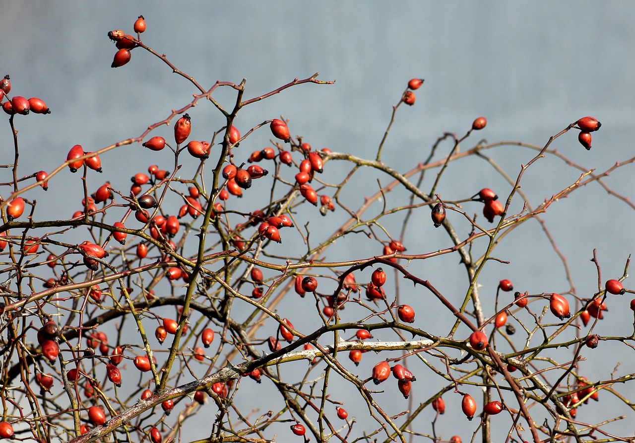 wild rose  fruit  red free photo