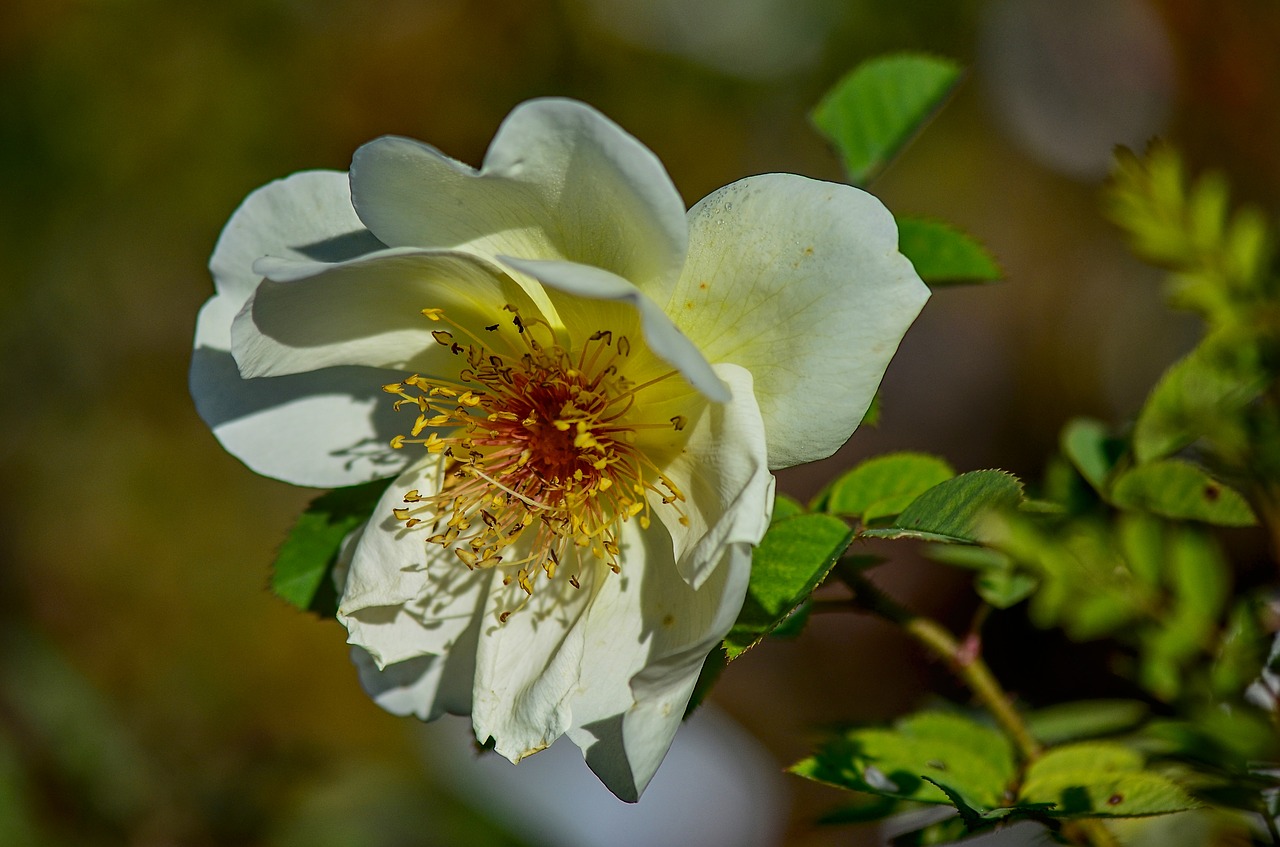 wild rose  nature  roses free photo