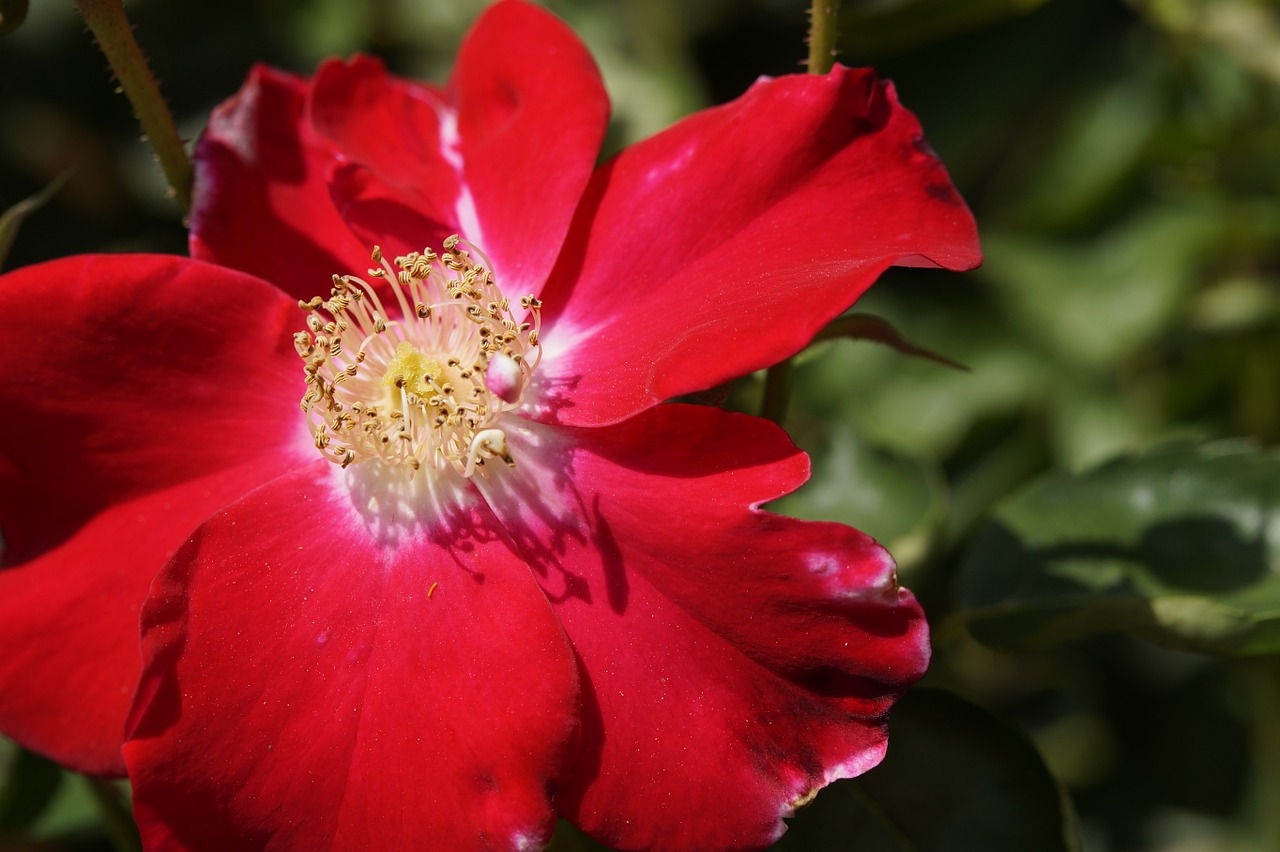 wild rose dog rose hageman rose free photo