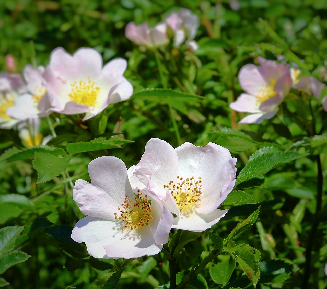 wild rose  flowers  pink free photo