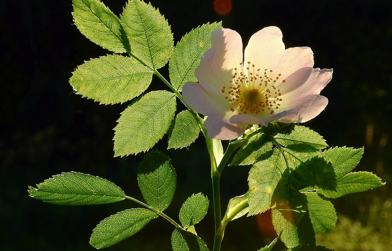 wild rose  light  foliage free photo