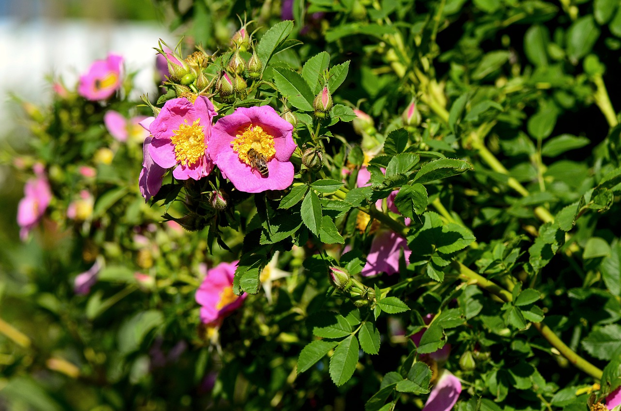 wild rose  garden  nature free photo