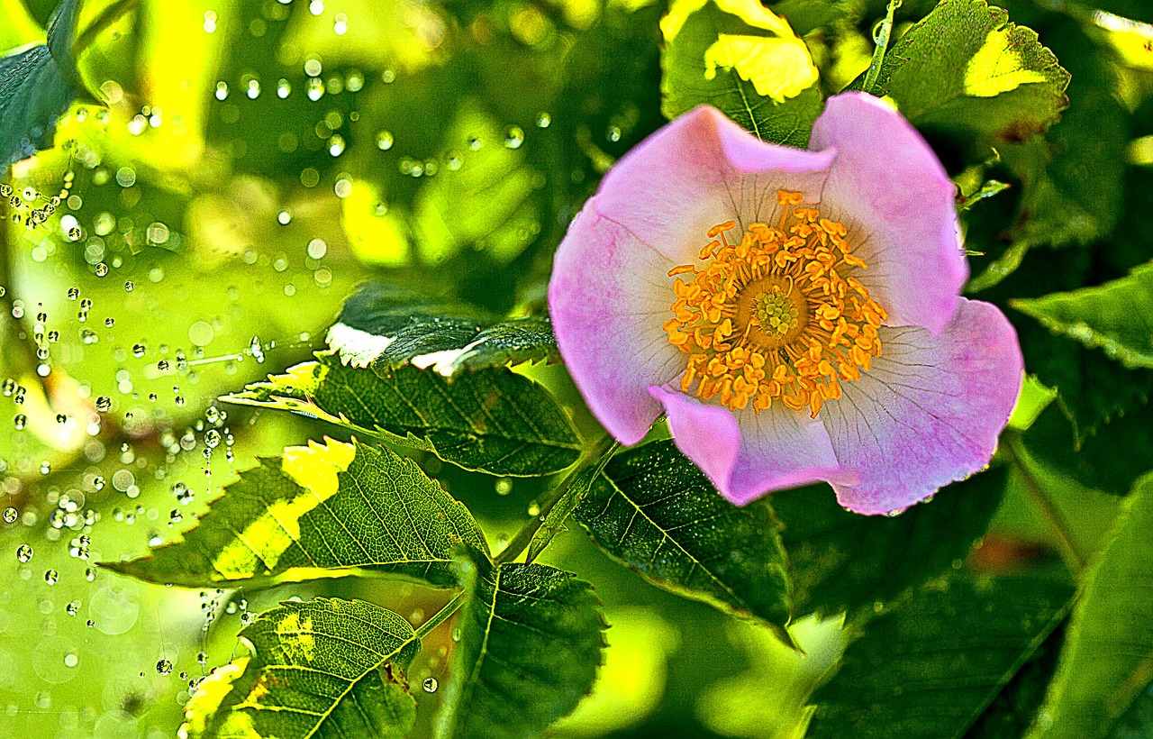 wild rose field rose flower free photo