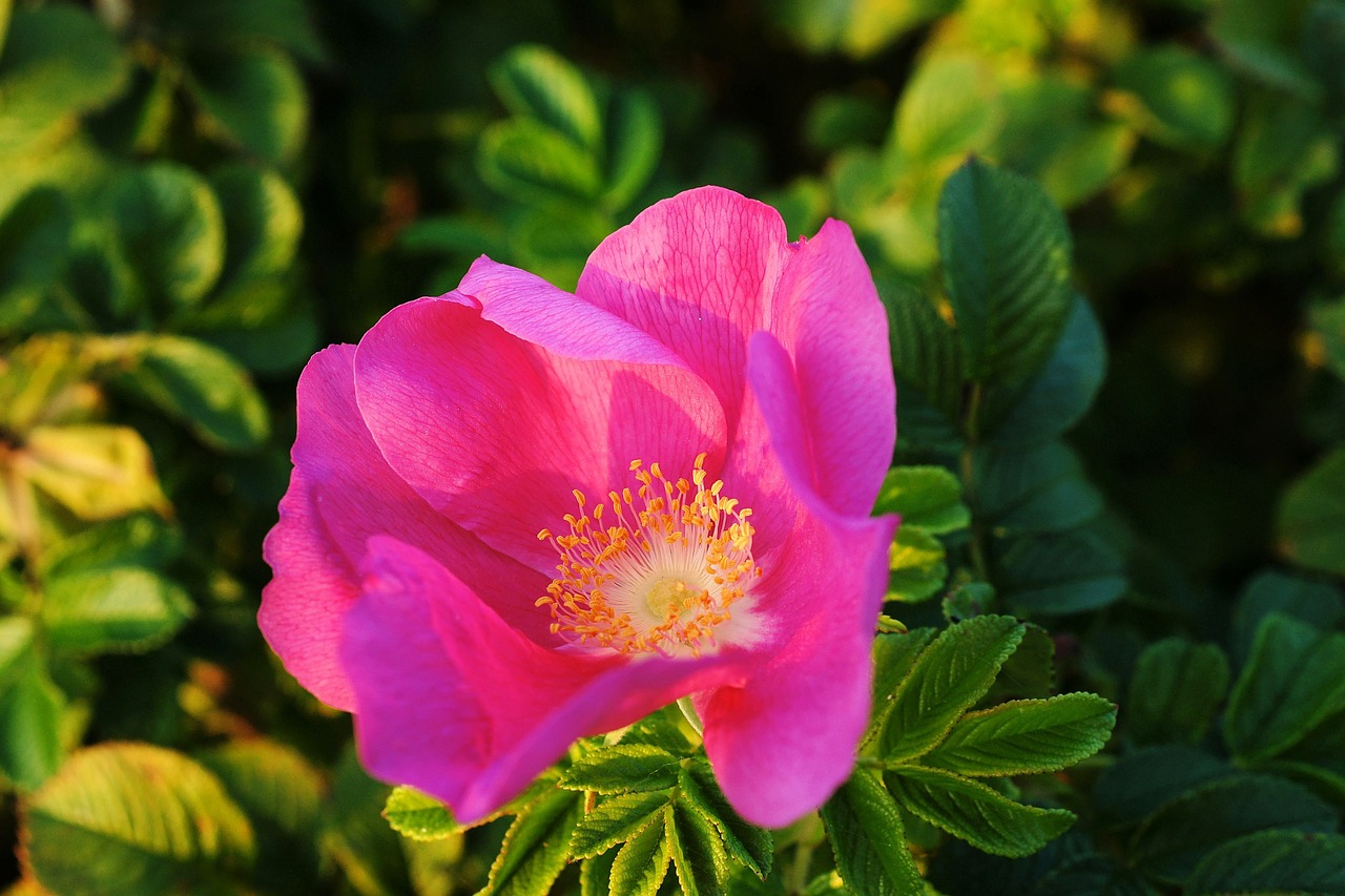 wild rose rose pink free photo