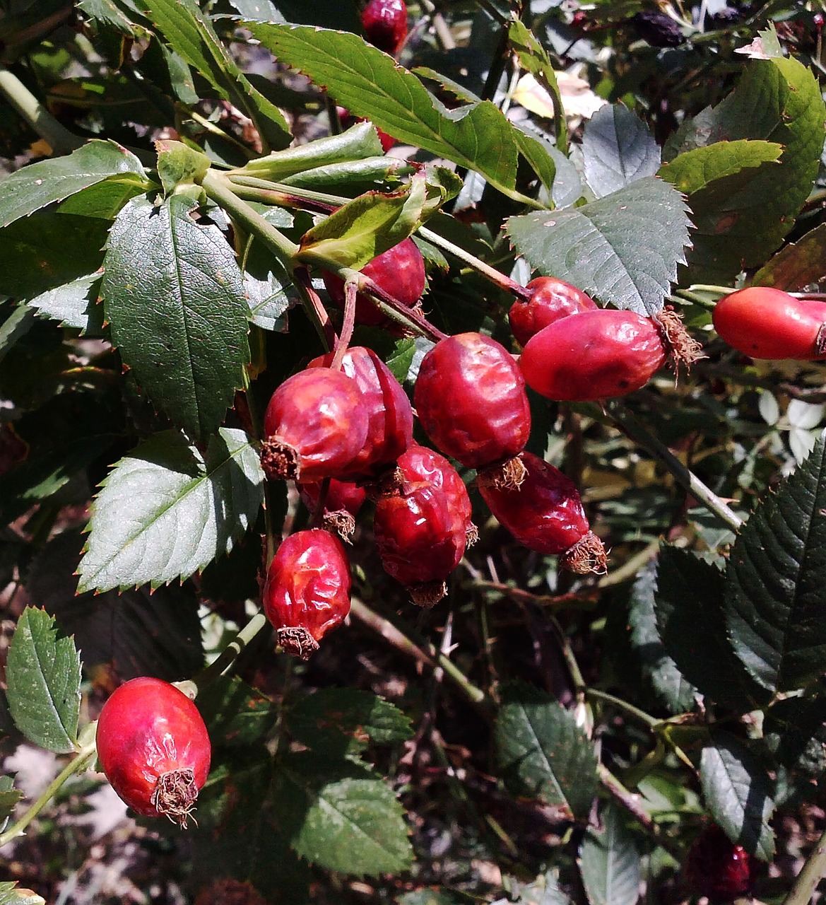 wild rose nature red free photo