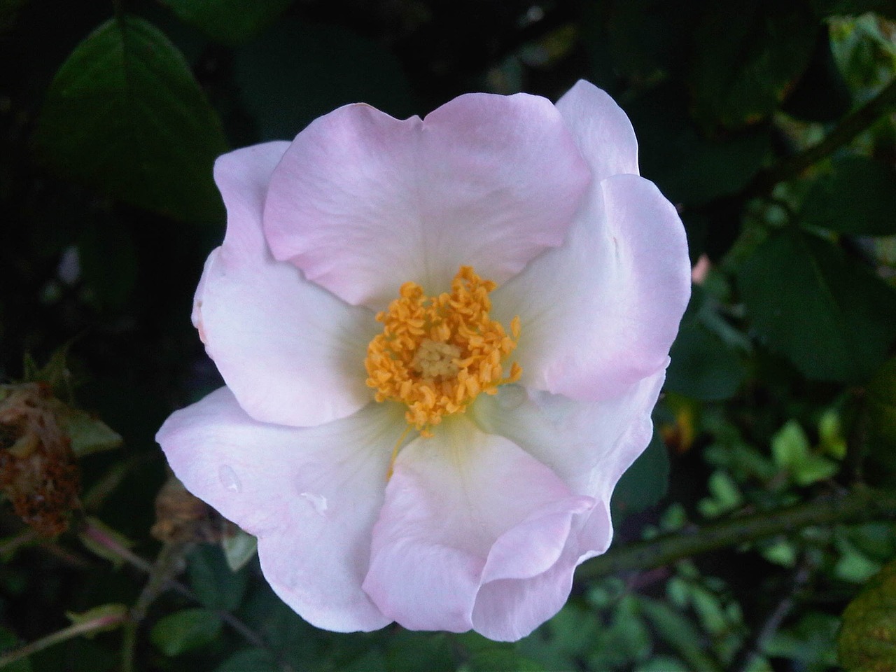 wild rose white flower free photo