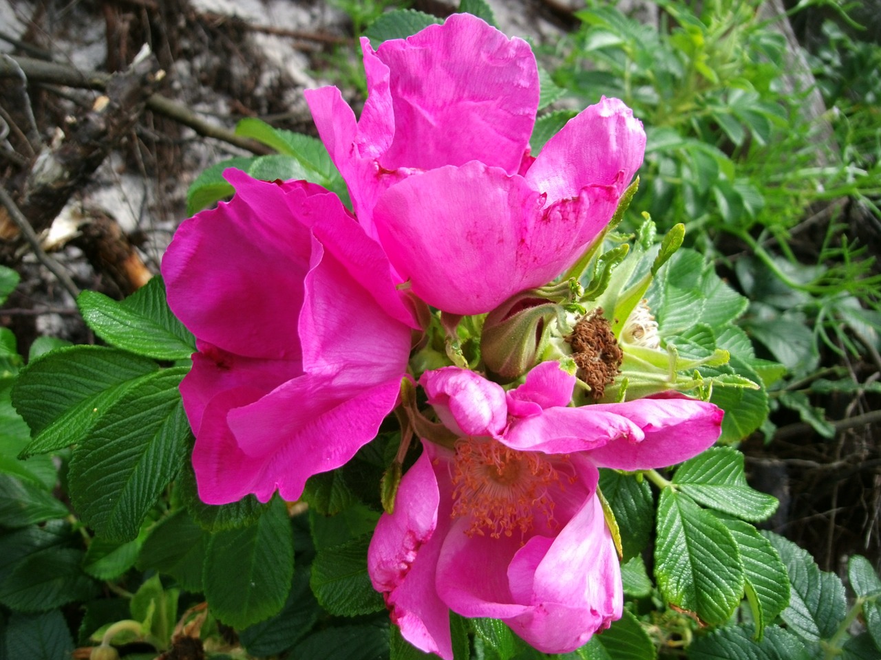 wild rose blossom bloom free photo