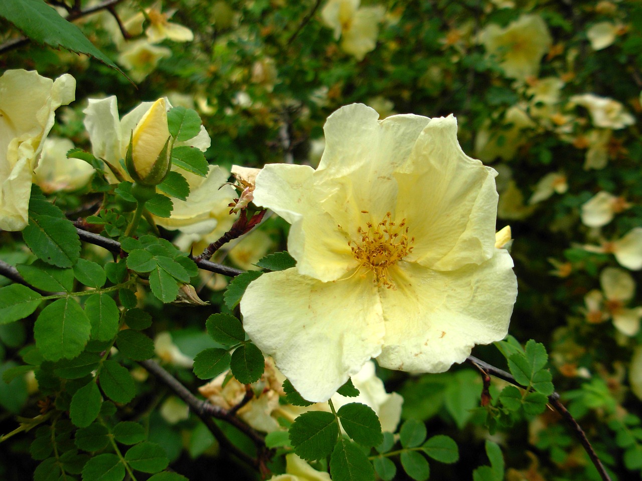 wild rose yellow plant free photo