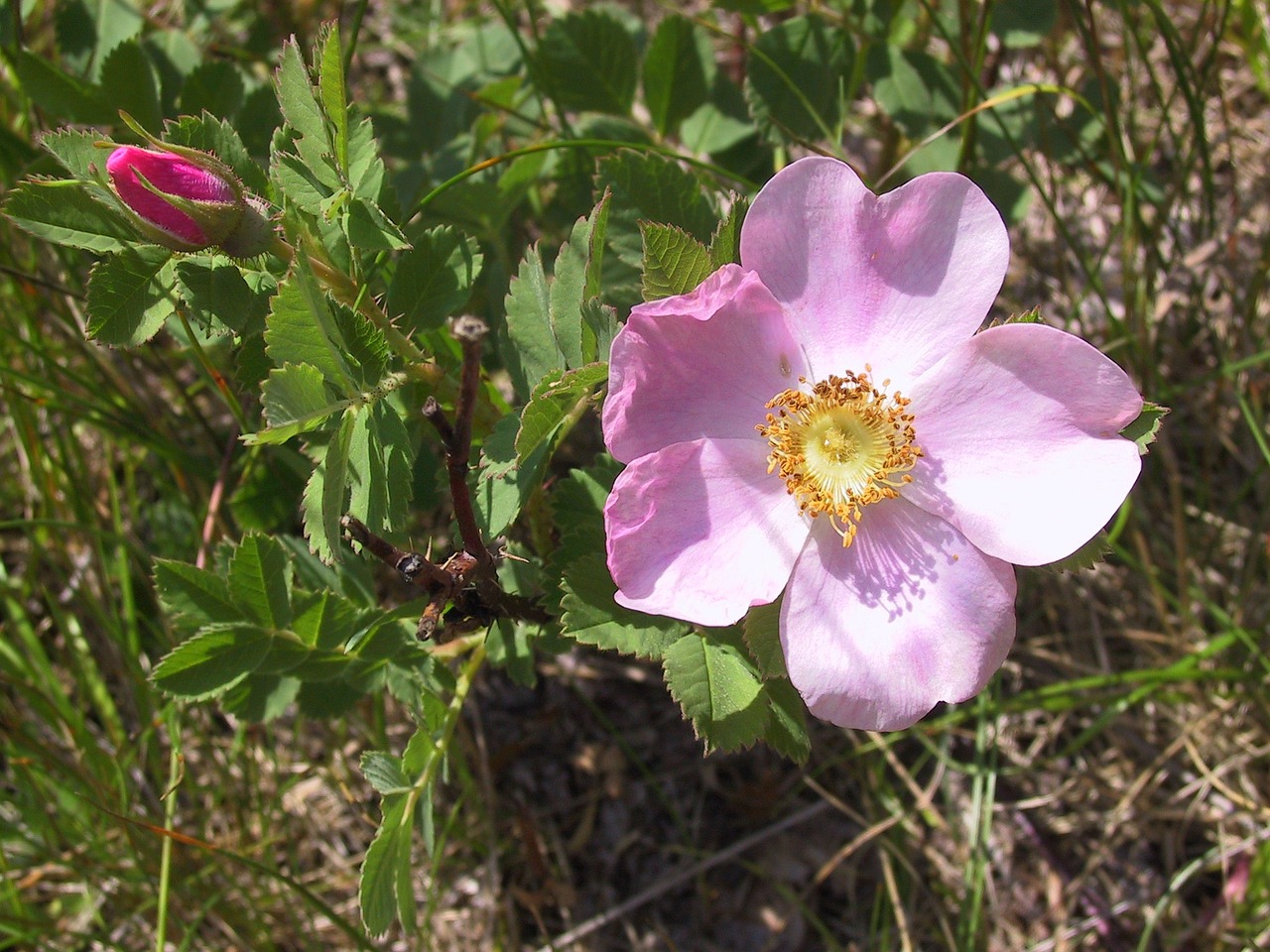 wild rose rose wild free photo