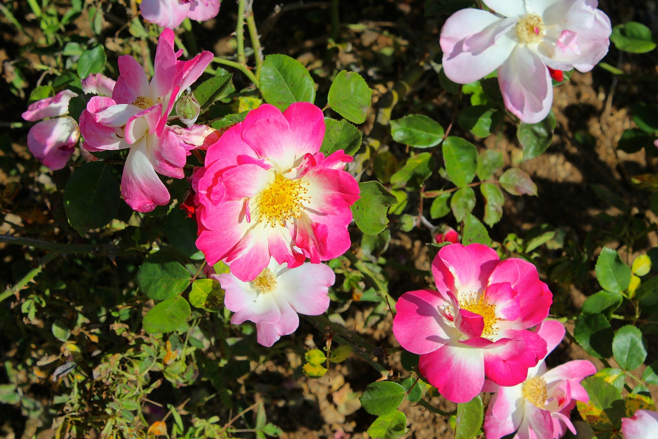 wild rose rose bush hot pink free photo