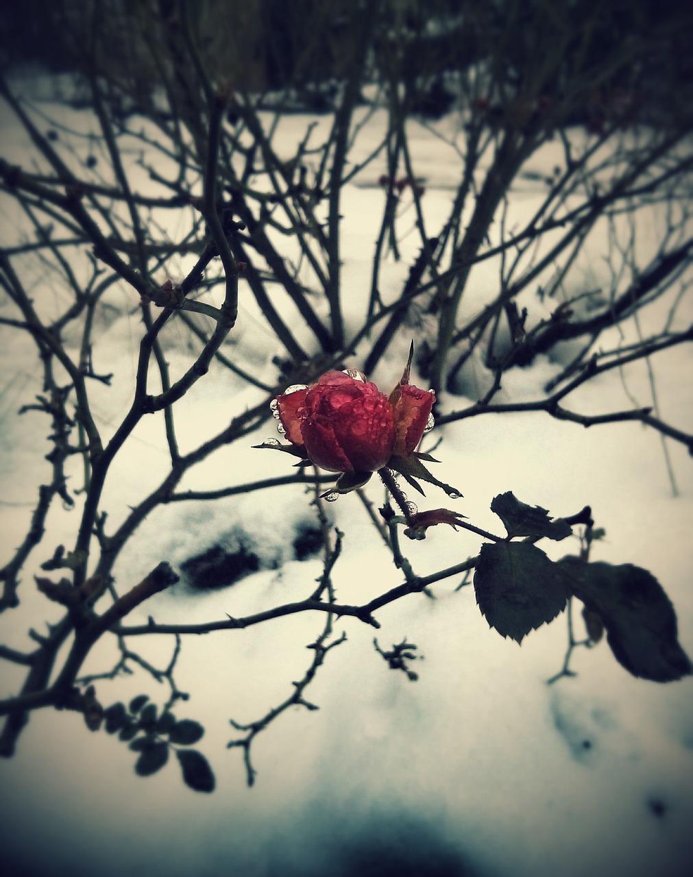 wild rose winter plant free photo