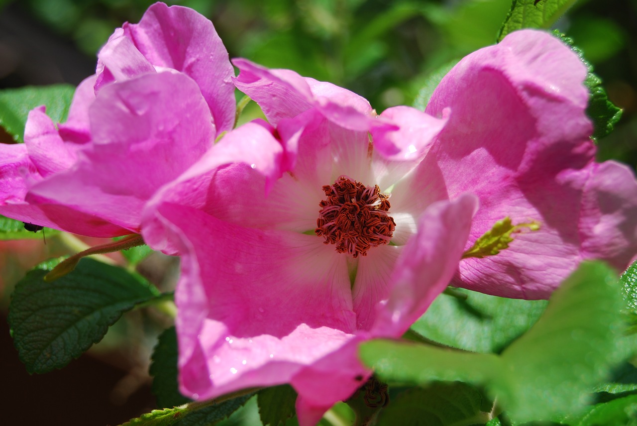 wild rose flower pink free photo