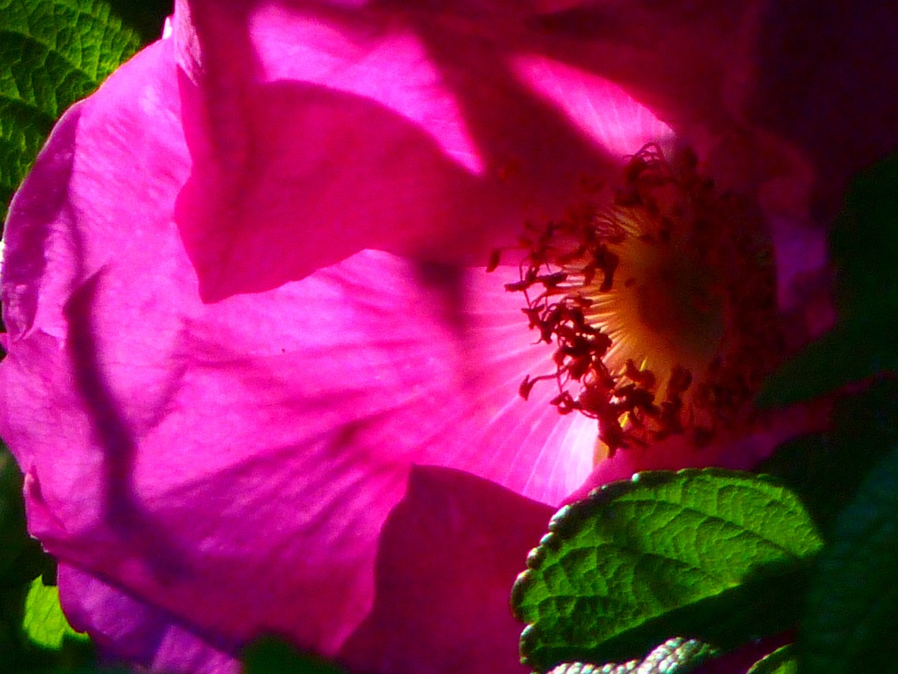 wild rose pink blossom free photo