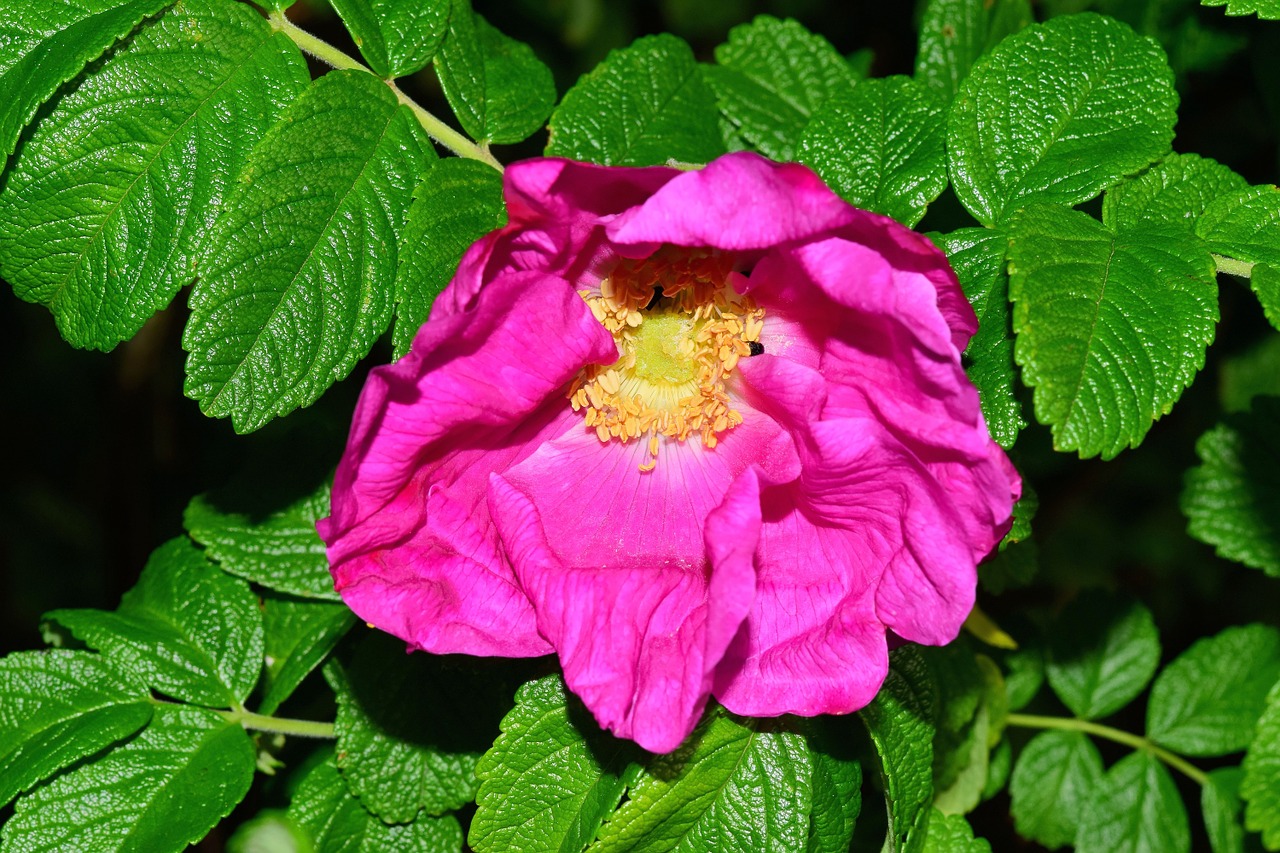 wild rose bush blossom free photo