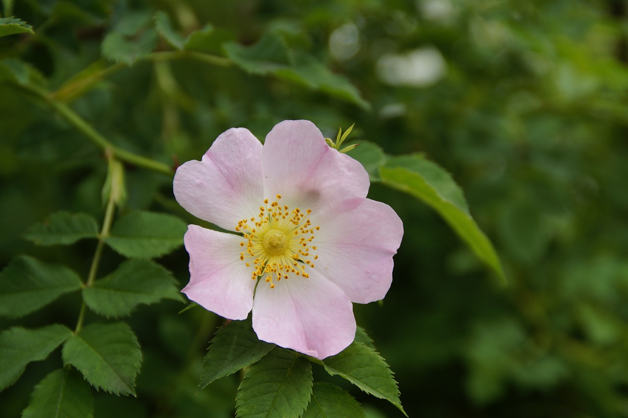 wild rose rose hip close free photo