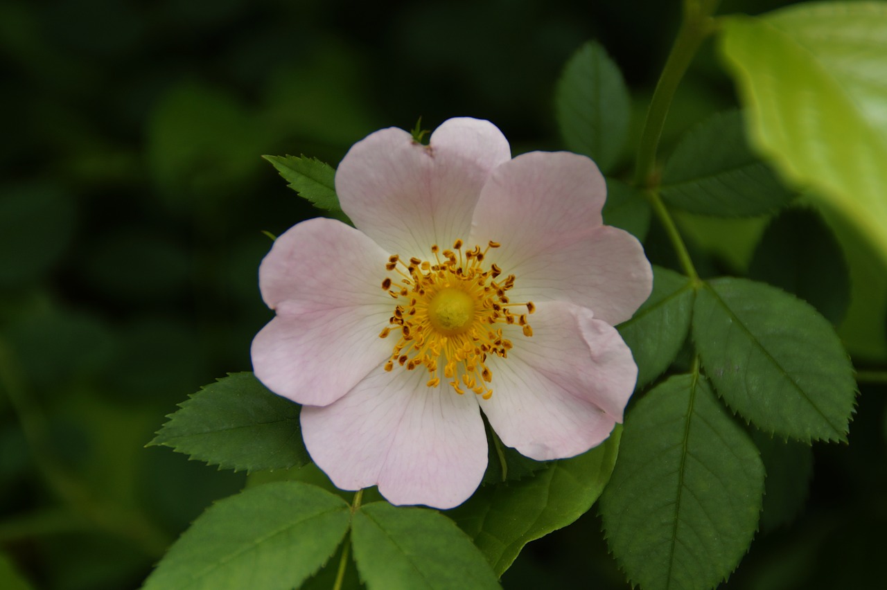 wild rose rose hip close free photo