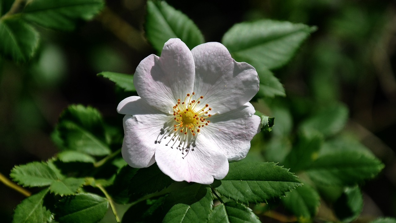 wild rose summer nature free photo