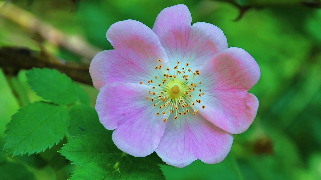 wild rose summer nature free photo