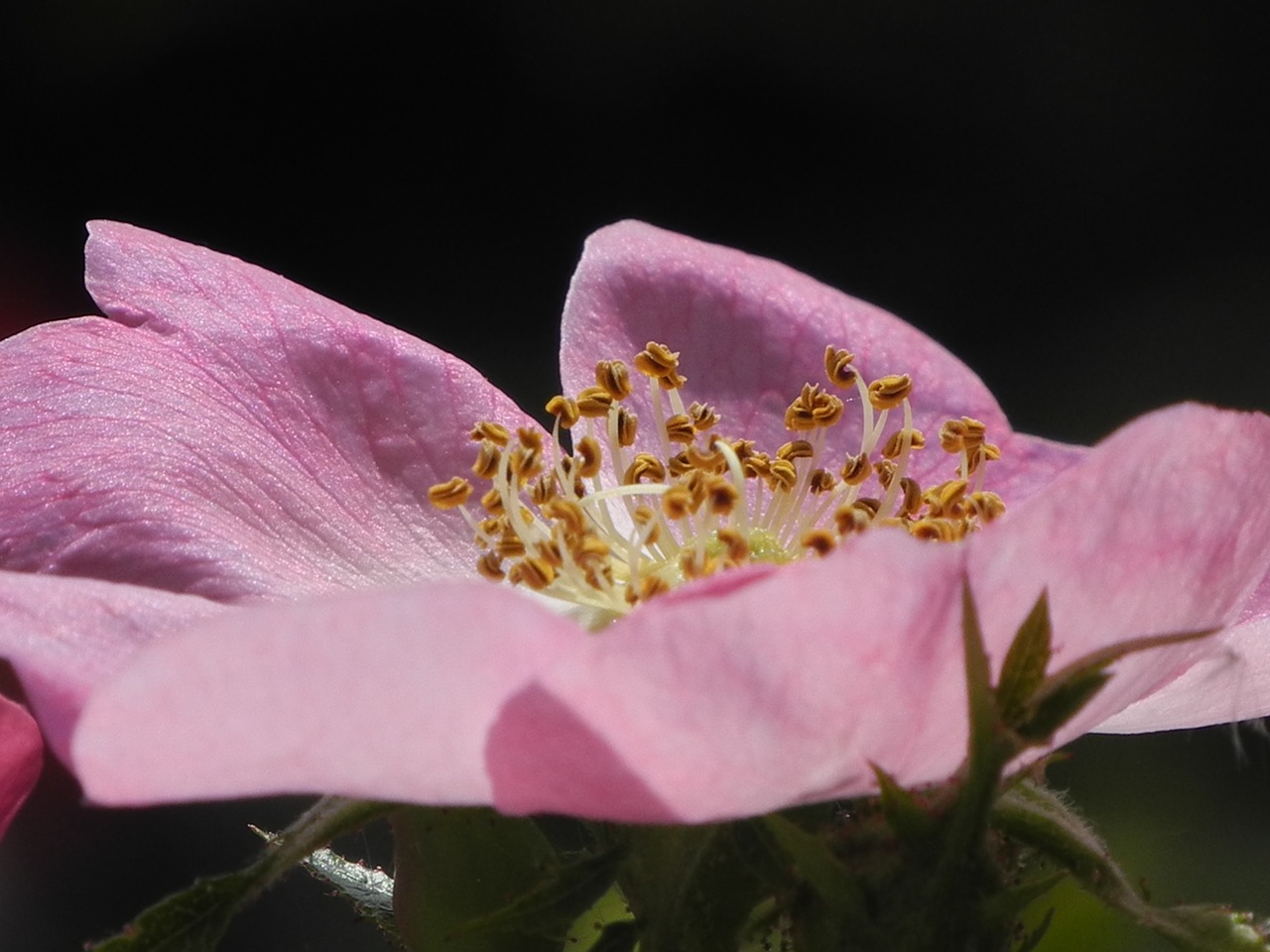 wild rose pink blossom free photo