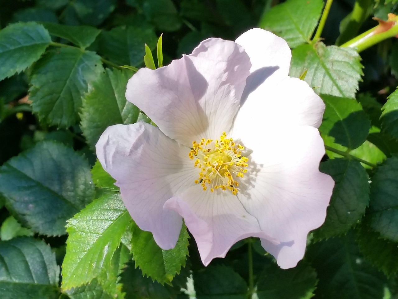 wild rose flower nature free photo