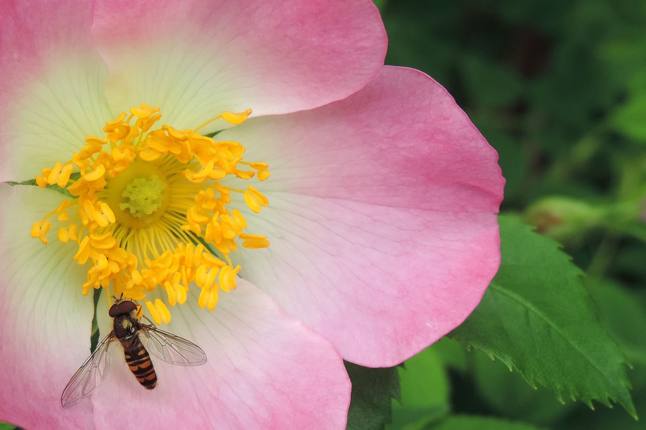 wild rose flower hoverfly insect free photo