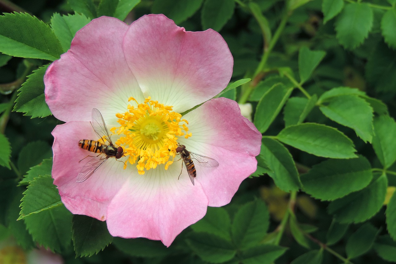 wild rose flower hoverfly insect free photo