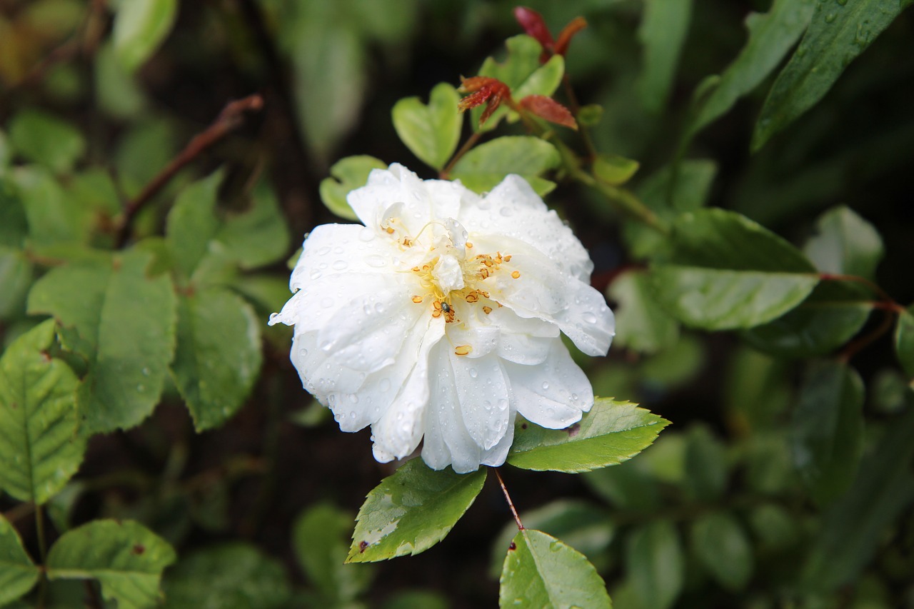 wild rose old  rosebush  white rose free photo