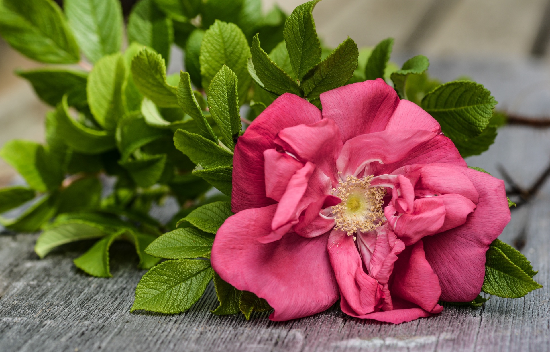 rose wild pink free photo