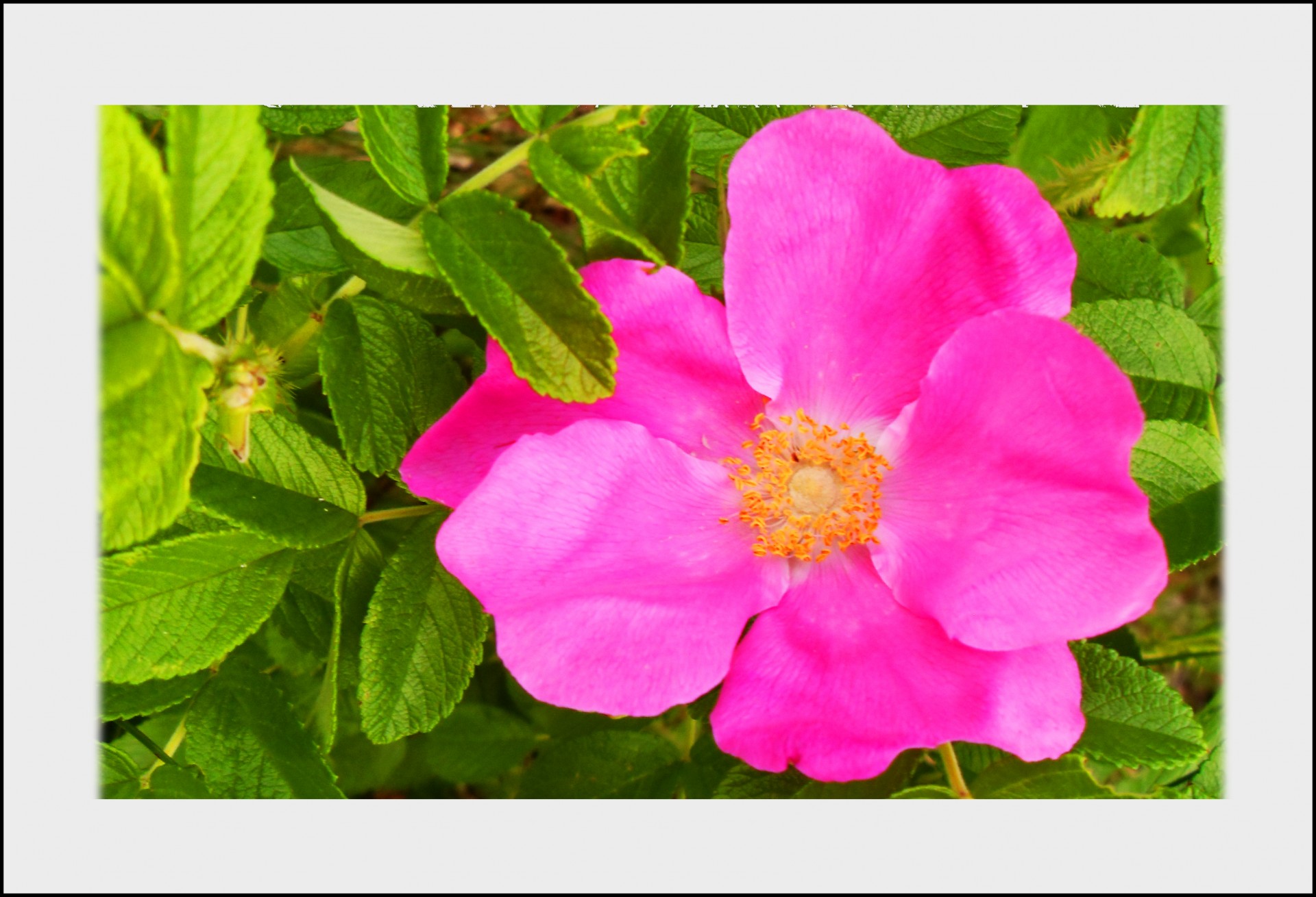 rose flower pink free photo